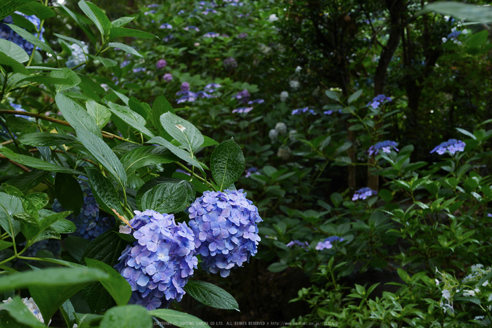 久米寺,紫陽花(P1010428,25 mm,F4)2015yaotomi_.jpg