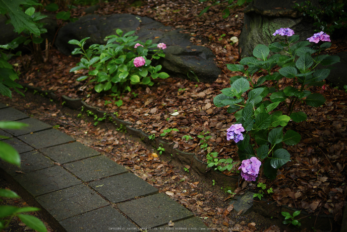 久米寺,紫陽花(P1010429,25 mm,F1.4)2015yaotomi_.jpg