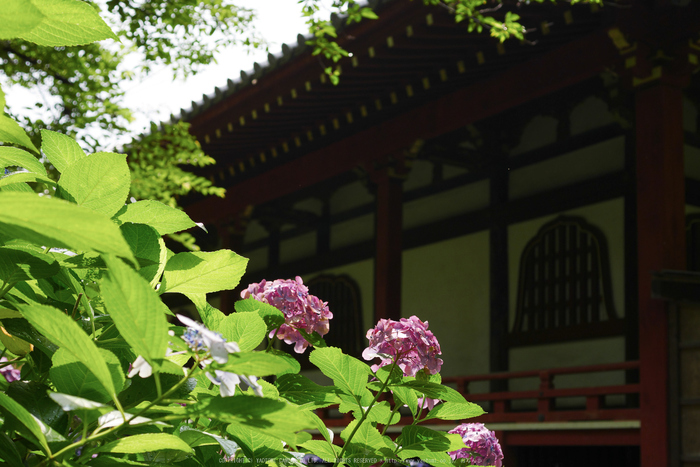 久米寺,紫陽花(P1010434,25 mm,F3.5)2015yaotomi_.jpg
