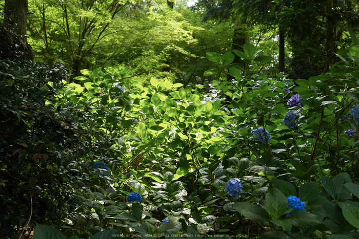 久米寺,紫陽花(P1010445,35 mm,F5.6)2015yaotomi_.jpg