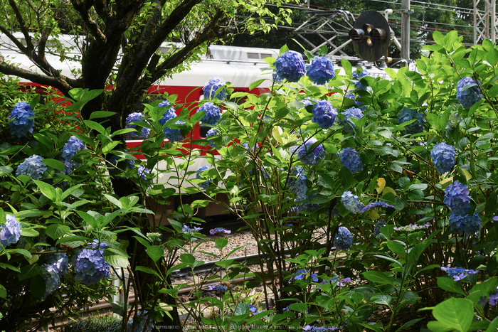 久米寺,紫陽花(P1010451,26 mm,F5.6)2015yaotomi_.jpg