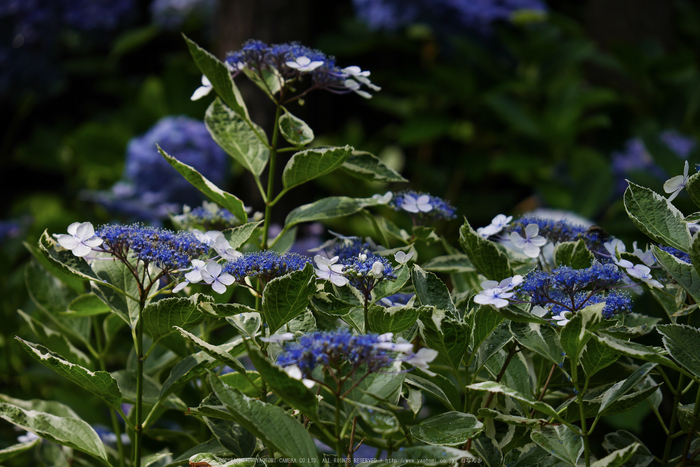 久米寺,紫陽花(P1010478,72 mm,F3.2)2015yaotomi_.jpg