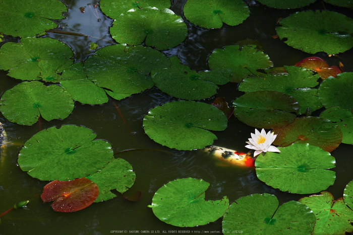 久米寺,紫陽花(P1010483,100 mm,F5)2015yaotomi_.jpg