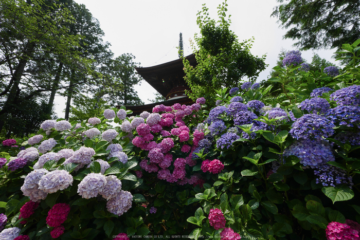 久米寺,紫陽花(P1010489,7 mm,F8)2015yaotomi_.jpg