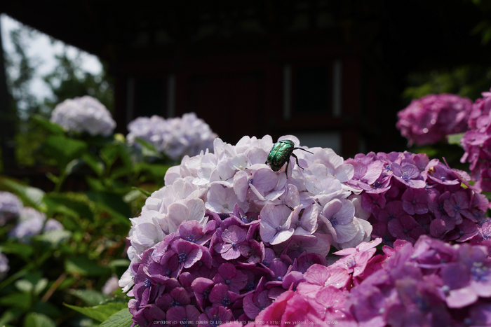 久米寺,紫陽花(P1010502,23 mm,F5.6)2015yaotomi_.jpg