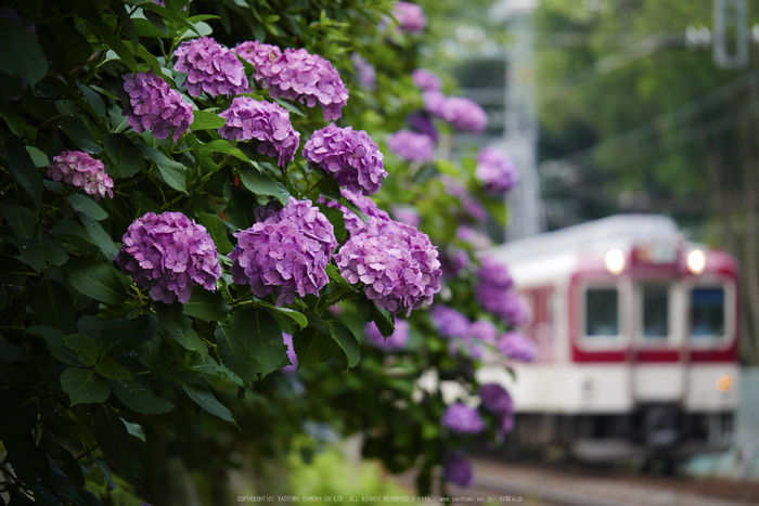 久米寺,紫陽花(P1010572,89 mm,F3.2)2015yaotomi_.jpg