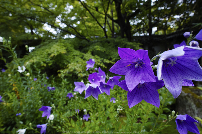 天授庵,夏の庭園(DP0Q0187,5.6,1-80 秒)2015yaotomi_.jpg