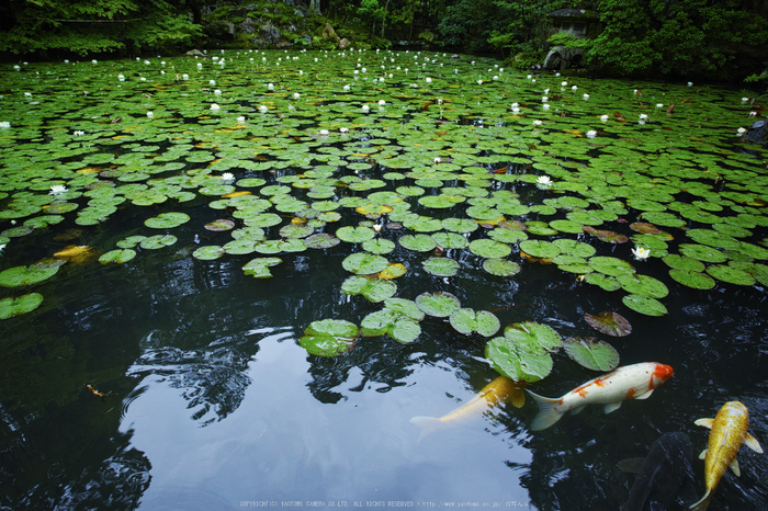 天授庵,夏の庭園(DP0Q0220,5,1-80 秒)2015yaotomi_.jpg