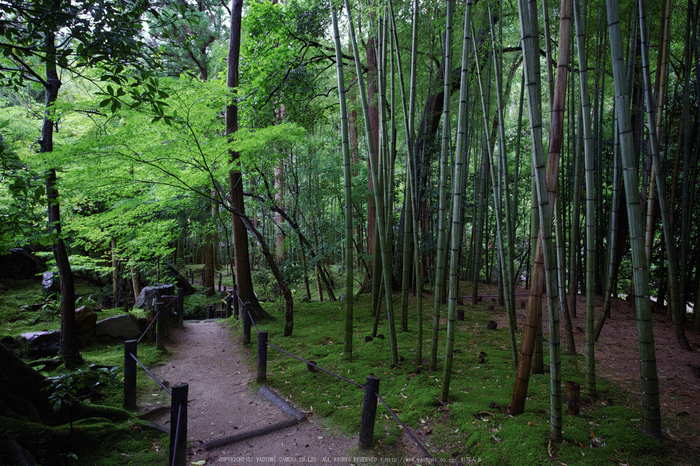 天授庵,夏の庭園(DP0Q0225,5,1-25 秒)2015yaotomi_.jpg