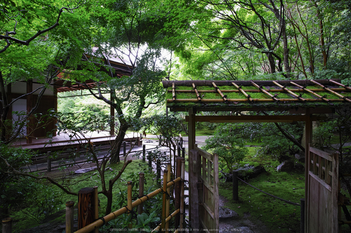 天授庵,夏の庭園(DP0Q0242,5.6,1-15 秒)2015yaotomi_.jpg