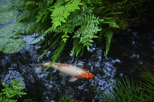 天授庵,夏の庭園(DP2Q0194,F3.5,1-125 秒)2015yaotomi_.jpg