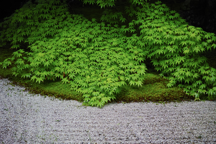 天授庵,夏の庭園(DP3Q1170,F2.8,1-400 秒)2015yaotomi_.jpg