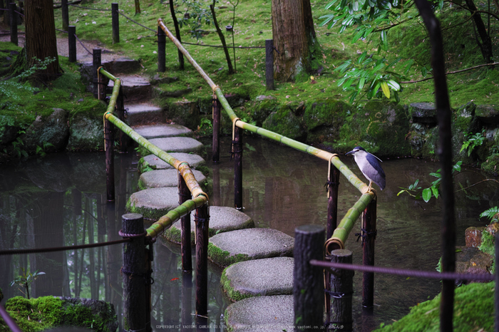 天授庵,夏の庭園(DP3Q1206,F3.2,1-40 秒)2015yaotomi_.jpg