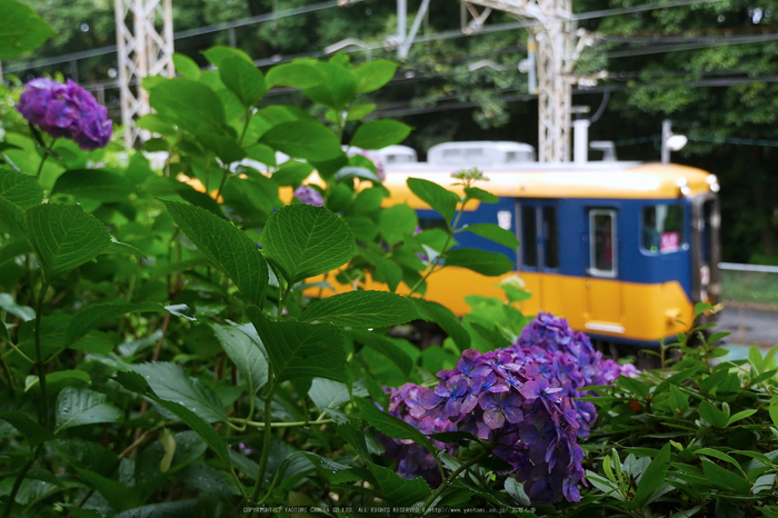 奈良,久米寺,紫陽花(P1010719,15 mm,F3.2)2015yaotomi_.jpg