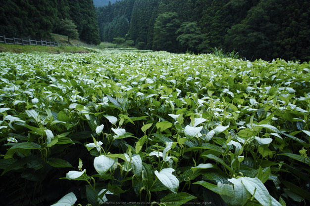 奈良御杖村,半夏生(DP0Q0423,F5)2015yaotomi_.jpg