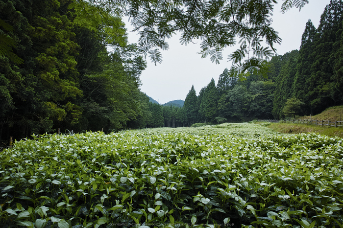 奈良御杖村,半夏生(DP0Q0433,F5.6)2015yaotomi_.jpg