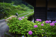 奈良御杖村,半夏生(DP2Q0114,F3.2)2015yaotomi_.jpg