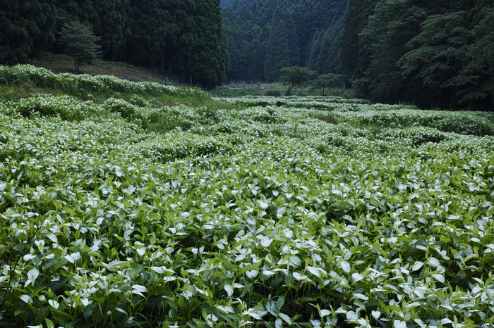 奈良御杖村,半夏生(DP2Q0121,F8)2015yaotomi_.jpg