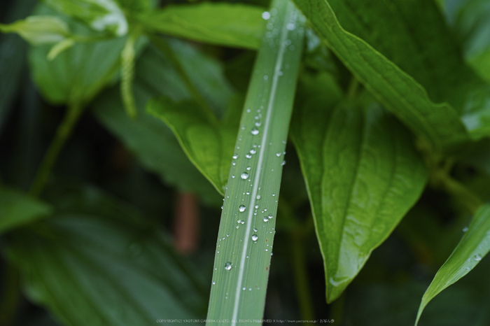 奈良御杖村,半夏生(DP3Q1114,F5)2015yaotomi_.jpg