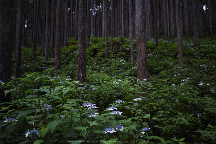 宇陀,山紫陽花(DP0Q0219,F4)2015yaotomi_.jpg