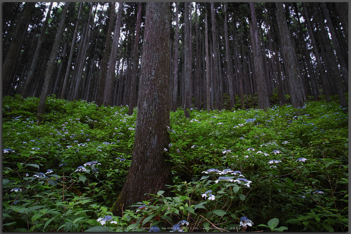 宇陀,山紫陽花(DP0Q0229,F5.6)2015yaotomi_T.jpg