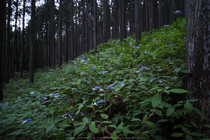 宇陀,山紫陽花(DP0Q0232,F4)2015yaotomi_.jpg