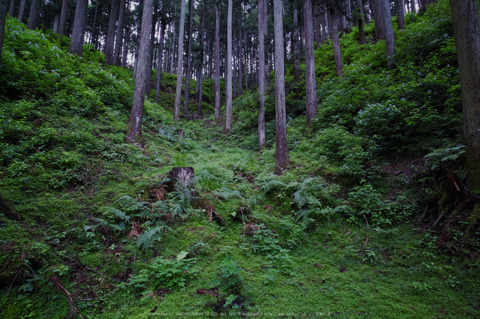 宇陀,山紫陽花(DP0Q0242,F4)2015yaotomi_.jpg