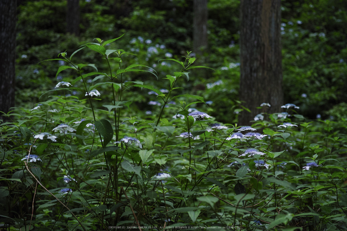 宇陀,山紫陽花(DP3Q0885,F3.2)2015yaotomi_.jpg