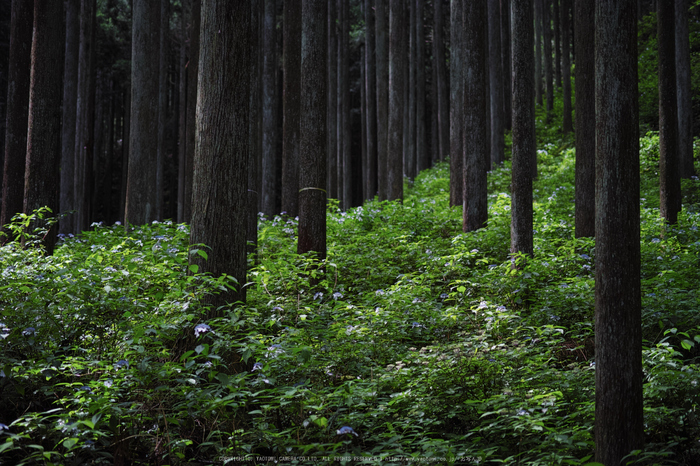 宇陀,山紫陽花(DP3Q0892,F2.8)2015yaotomi_.jpg