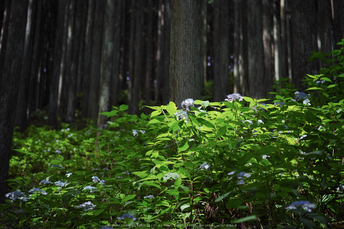 宇陀,山紫陽花(DP3Q0895,F2.8)2015yaotomi_.jpg