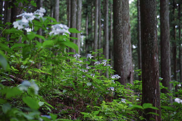 宇陀,山紫陽花(DP3Q0901,F3.2)2015yaotomi_.jpg