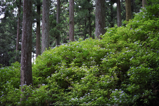 宇陀,山紫陽花(DP3Q0941,F2.8)2015yaotomi_.jpg