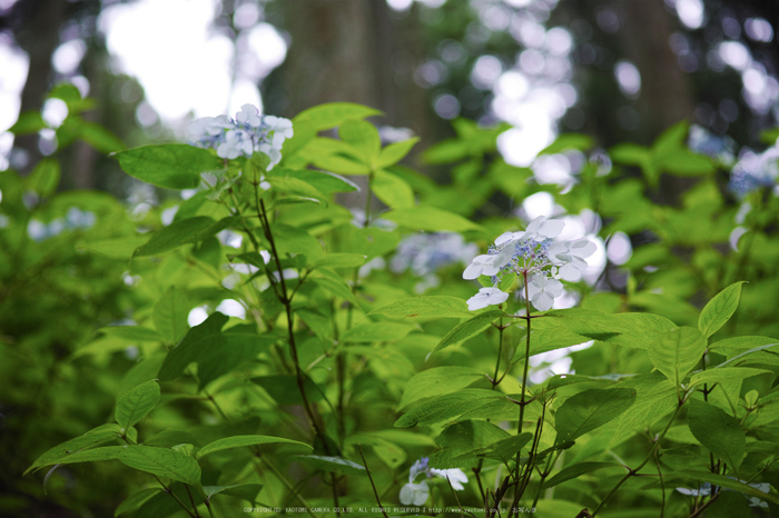 宇陀,山紫陽花(DP3Q0950,F2.8)2015yaotomi_.jpg