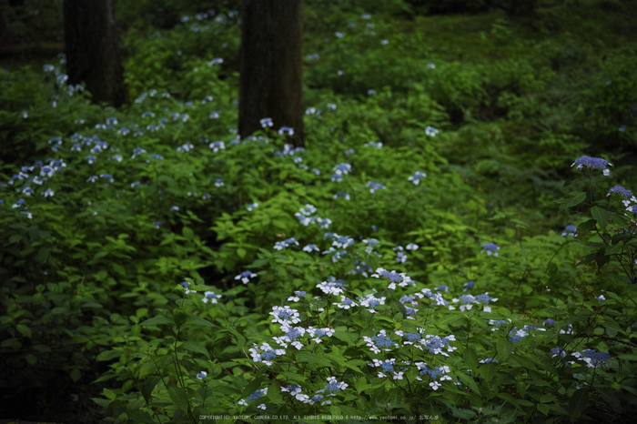 宇陀,山紫陽花(DP3Q0971,F2.8)2015yaotomi_.jpg