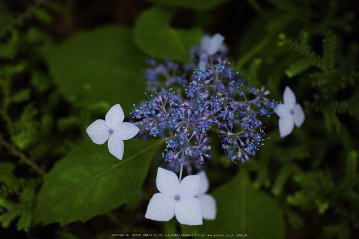 宇陀,山紫陽花(DP3Q0988,F3.2)2015yaotomi_.jpg