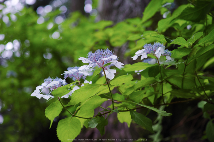 宇陀,山紫陽花(DP3Q0993,F3.2)2015yaotomi_.jpg