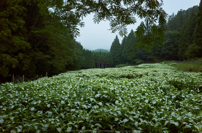 御杖,半夏生(GR021832,F5)2015yaotomi_.jpg