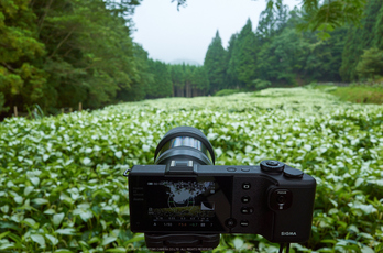 御杖,半夏生,GR(GR021821,F7.1)2015yaotomi_.jpg