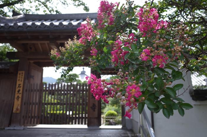 石光寺,百日紅(R2000332,3.5,iso200)2015yaotomi_.jpg