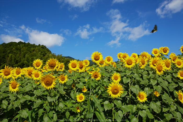 葛城山田,ひまわり(718A0796,30 mm,F7.1)2015yaotomi_.jpg