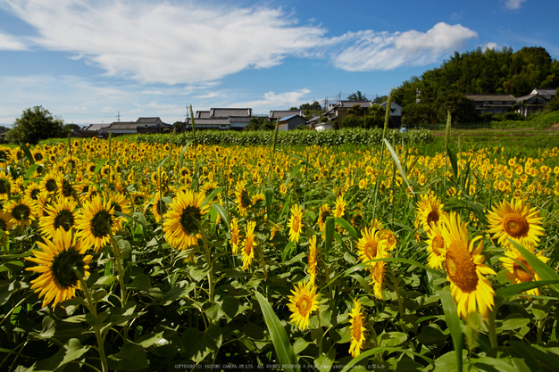 葛城山田,ひまわり(718A0818,24 mm,F7.1)2015yaotomi_.jpg