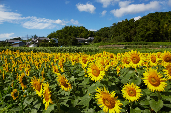 葛城山田,ひまわり(718A0828,24 mm,F10)2015yaotomi_.jpg