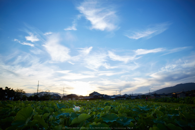 藤原宮跡,蓮(718A0444,26 mm,F2)2015yaotomi_.jpg