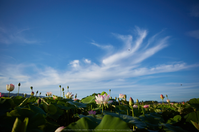 藤原宮跡,蓮(718A0510,24 mm,F2)2015yaotomi_.jpg