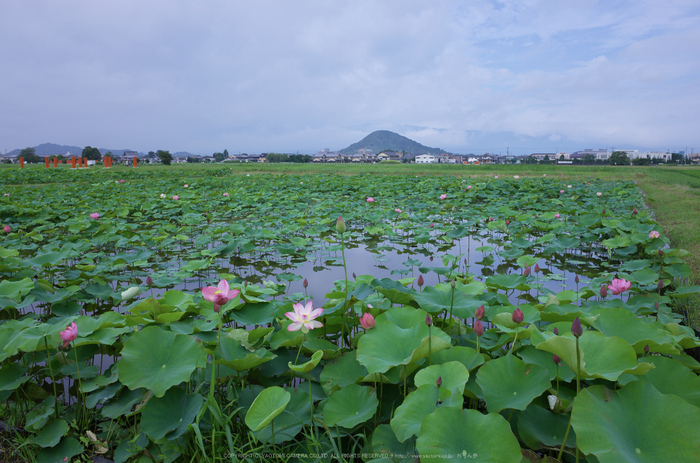 藤原宮跡,蓮(R2000275,5.6,iso100)2015yaotomi_.jpg