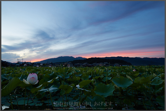 SIGMA 24-35mm F2 DG HSM Art ／ 奈良橿原 藤原宮跡の蓮 2015 - お写ん歩