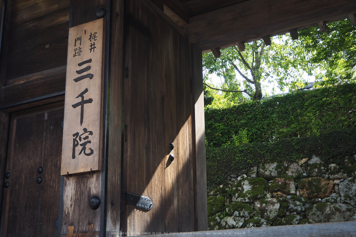 京都大原,三千院(P8220013,25 mm,F4.6,iso200)2015yaotomi_.jpg