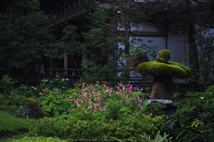 京都大原,三千院(P8220016,39 mm,F5.6,iso400)2015yaotomi_.jpg