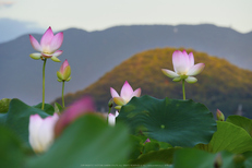 LUMIX,GX8試写_(P1000852,140 mm,F8,iso200)2015yaotomi_.jpg