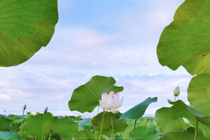 LUMIX,GX8試写_(P1000853,14 mm,F9,iso200)2015yaotomi_.jpg